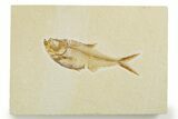 Detailed Fossil Fish (Diplomystus) - Wyoming #355671-1